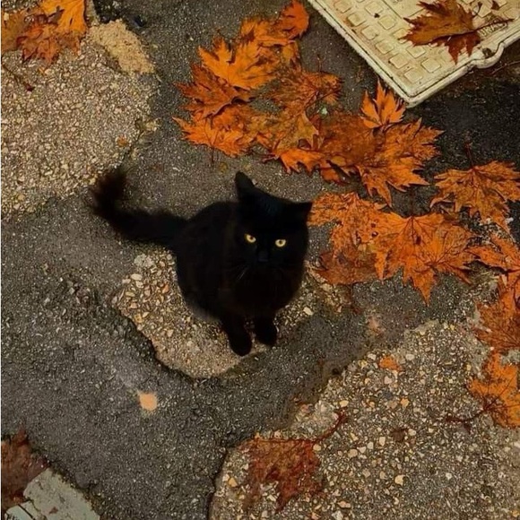 melikat_